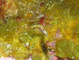 44 Arrow Blenny IMG 3751